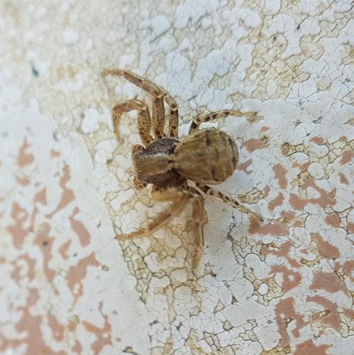 Xysticus sp.